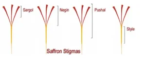 Saffron StigmasIranian saffron Pure saffron saffron exporter iranian saffron supplier saffron supplier