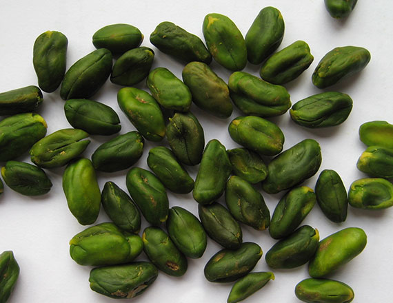 greenkernelSmall