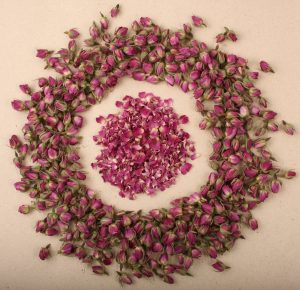 Pink RoseIranian Pink Rose Pink rose Bud Pink Rose Petal 粉色玫瑰花 玫瑰花蕾 玫瑰花瓣