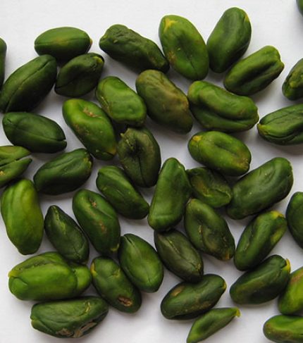 greenkernelSmall